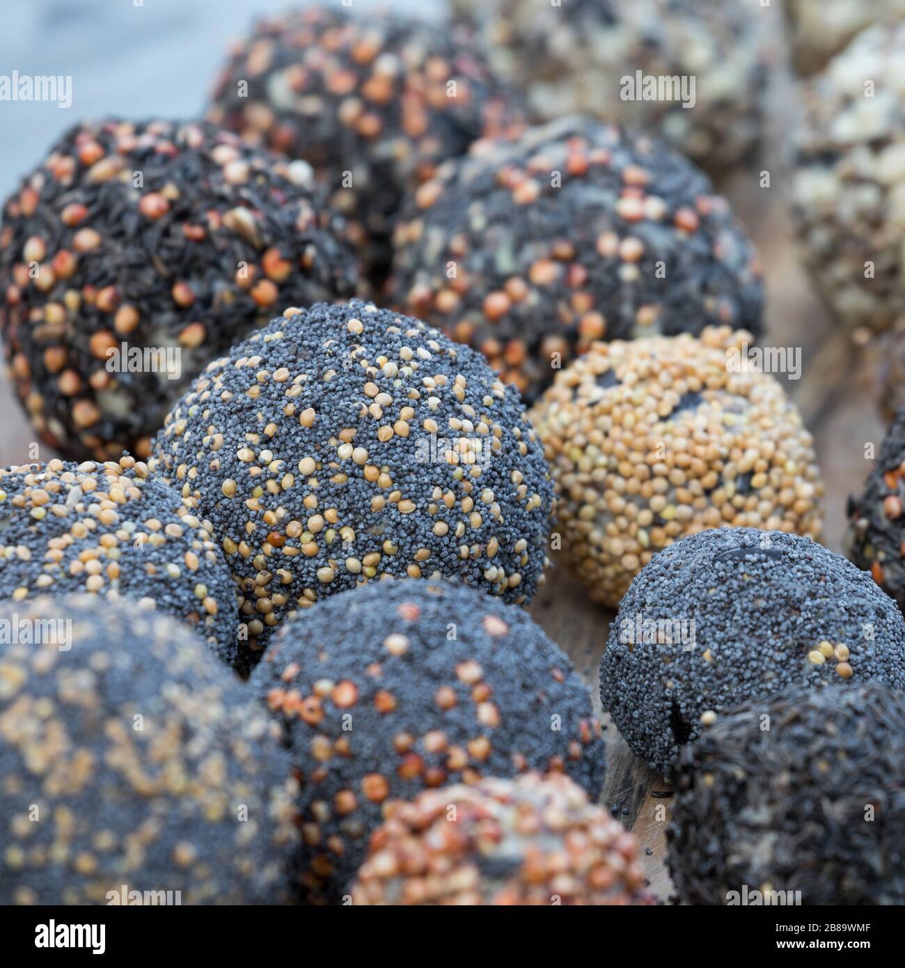 Hausgemachte Fatballs aus gehärtetem Kokonutöl, Sonnenblumensamen, Sonnenblumenöl und gemischten Samen und Nüssen, Deutschland Stockfoto