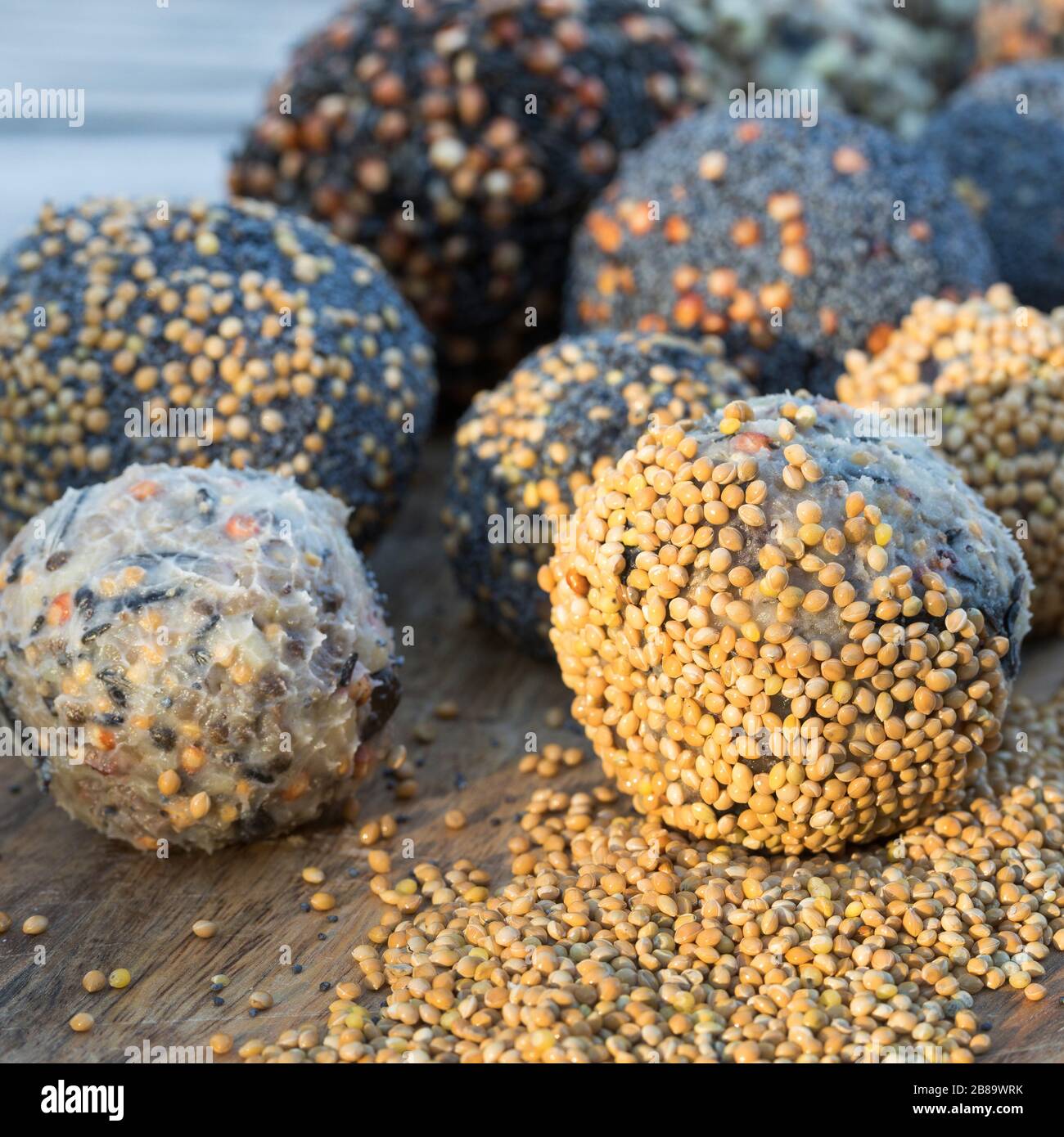 Hausgemachte Fatballs aus gehärtetem Kokonutöl, Sonnenblumensamen, Sonnenblumenöl und gemischten Samen und Nüssen, Deutschland Stockfoto