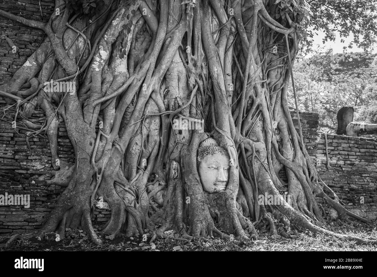 Buddha Kopf in Baumwurzeln am Wat Mahathath-Tempel Ayutthaya Thailand. Ist der beliebteste Ort für ausländische Touristen. Schwarzweiß Stockfoto