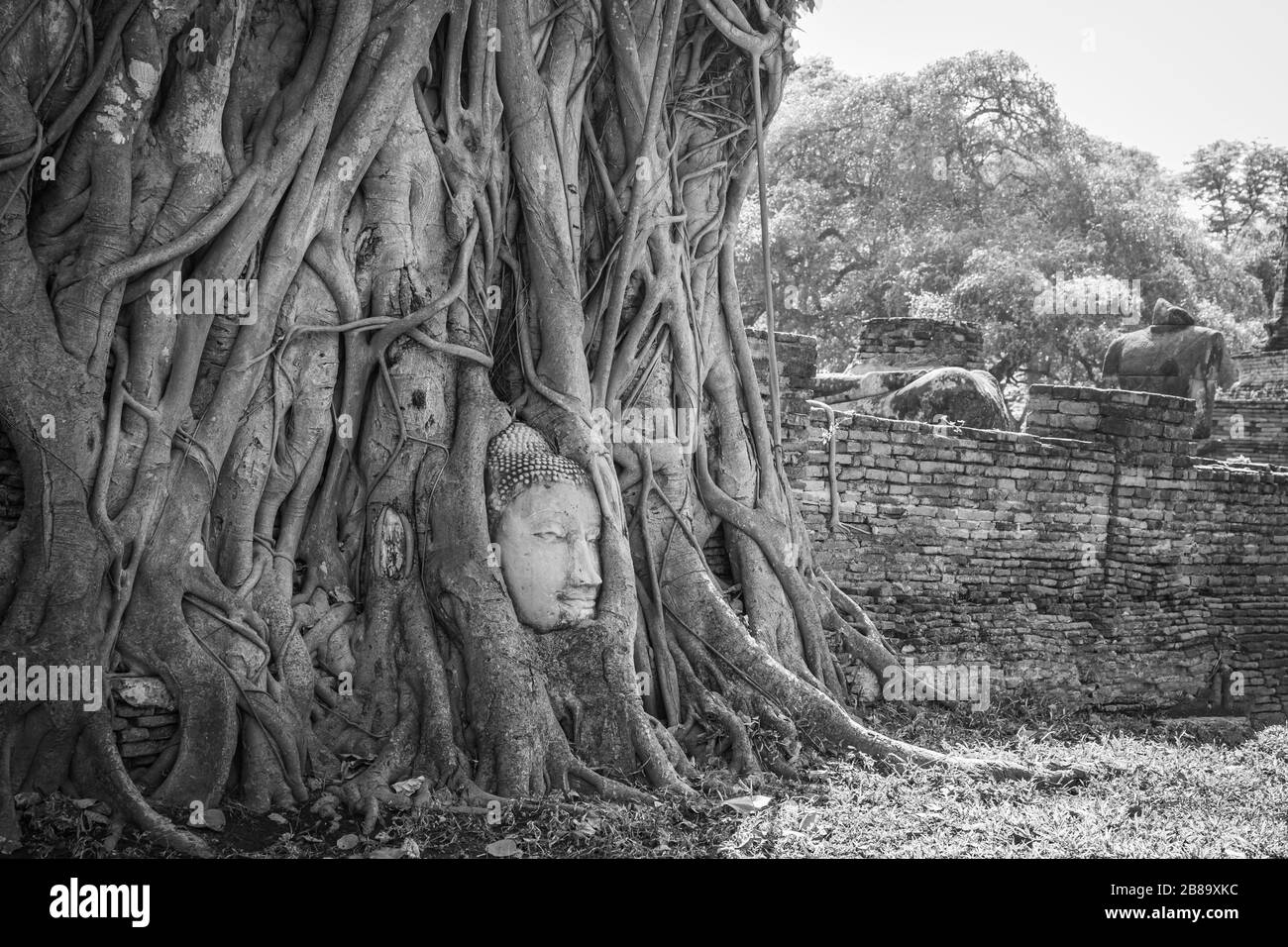 Buddha Kopf in Baumwurzeln am Wat Mahathath-Tempel Ayutthaya Thailand. Ist der beliebteste Ort für ausländische Touristen. Schwarzweiß Stockfoto