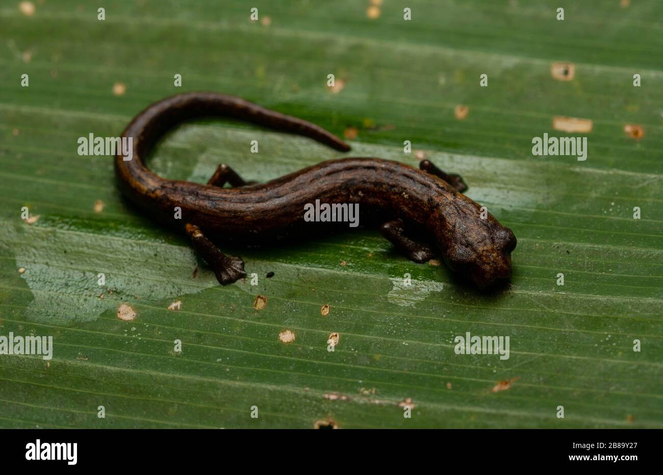 Peru Mushroom-tonierte Salamander (Bolitoglossa peruviana) vom peruanischen Amazonas. Stockfoto