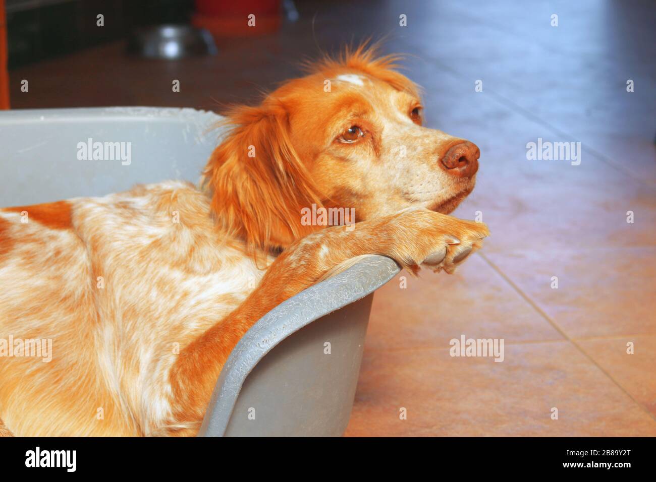 Kleiner Hund liegt im Bett. Stockfoto