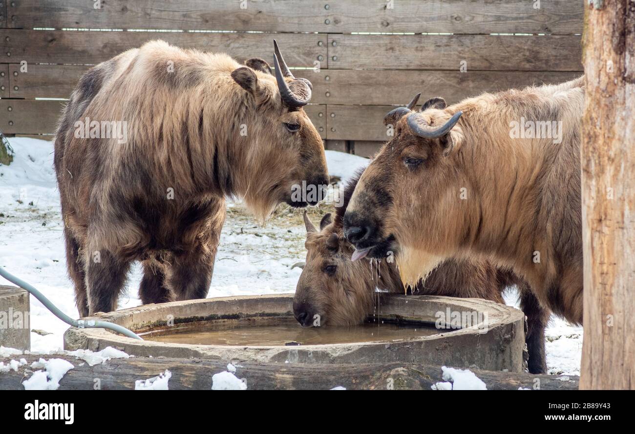 Eine Familie von sichuan-takin genießt an einem kühlen Wintertag einen Süßwassertank Stockfoto