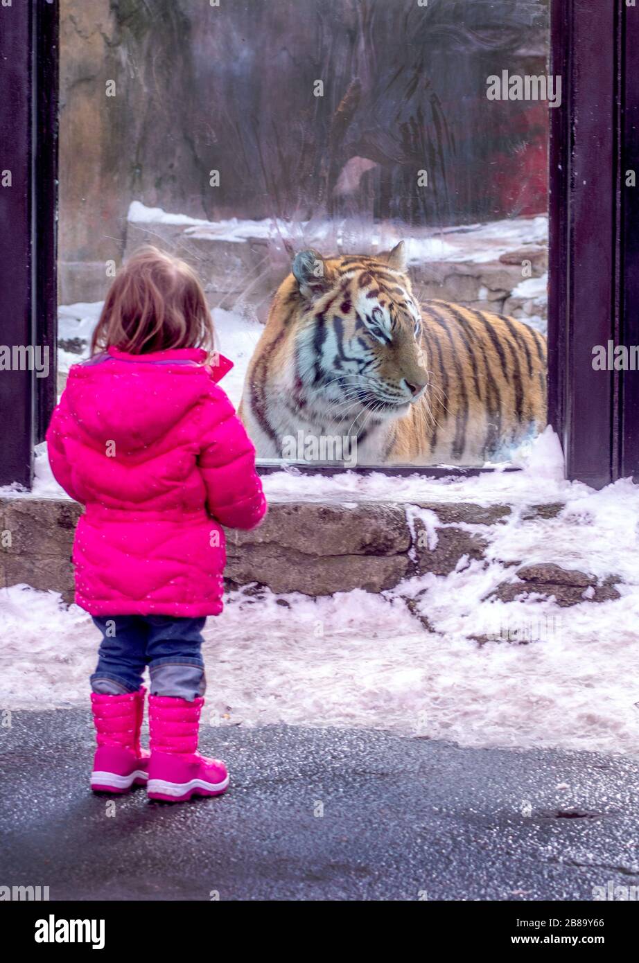 Ein kleines Mädchen hält sich Abstand von einem großen Amurtiger, der so aussieht, als wolle er nur an einem Winterzootag spielen Stockfoto