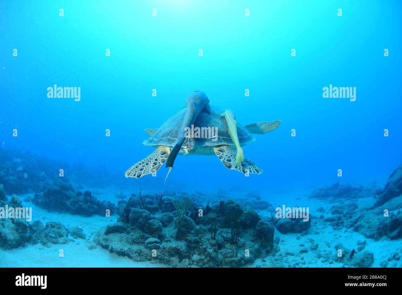 Unterwasseraufnahmen von Tauchgängen, Tauchern und Meereslebewesen beim Tauchen auf der Karibik rund um die Insel St. Maarten/St. Martin Stockfoto