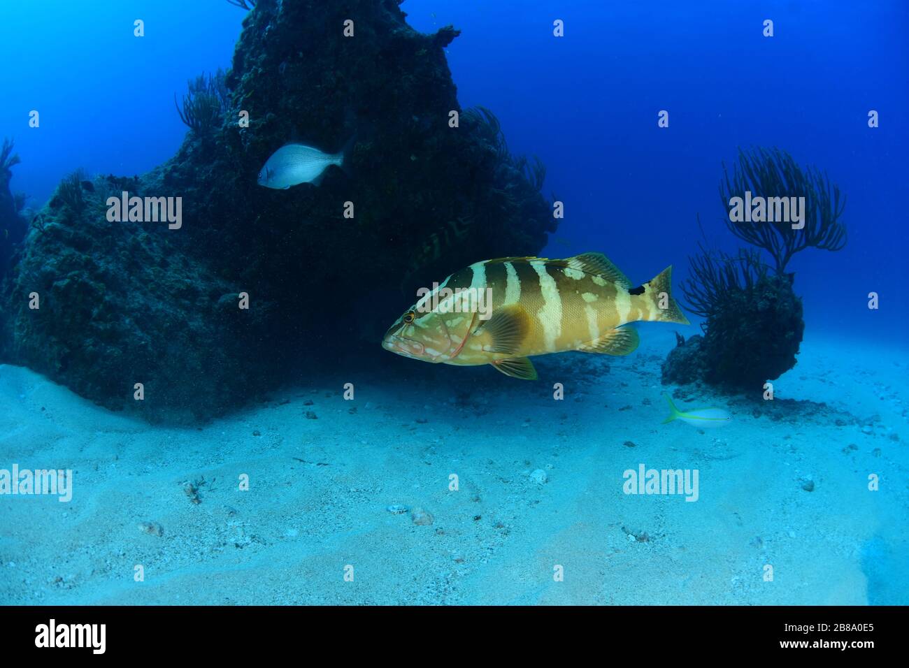 Unterwasseraufnahmen von Tauchgängen, Tauchern und Meereslebewesen beim Tauchen auf der Karibik rund um die Insel St. Maarten/St. Martin Stockfoto