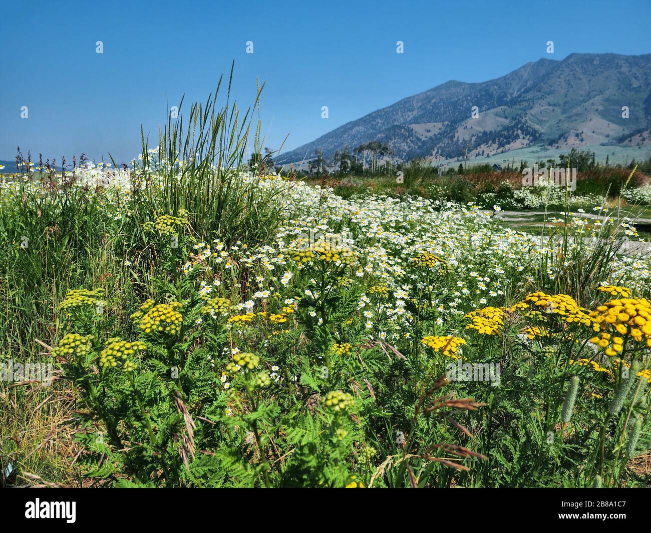 wildblumen und Berg am Henrys See Idaho Stockfoto