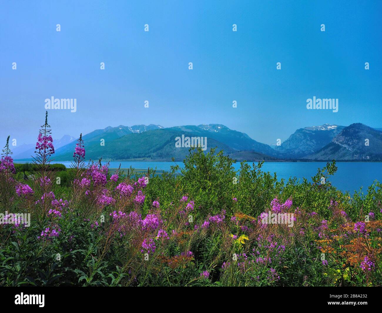 wildblumen und Berg am Henrys Lake Idaho Stockfoto