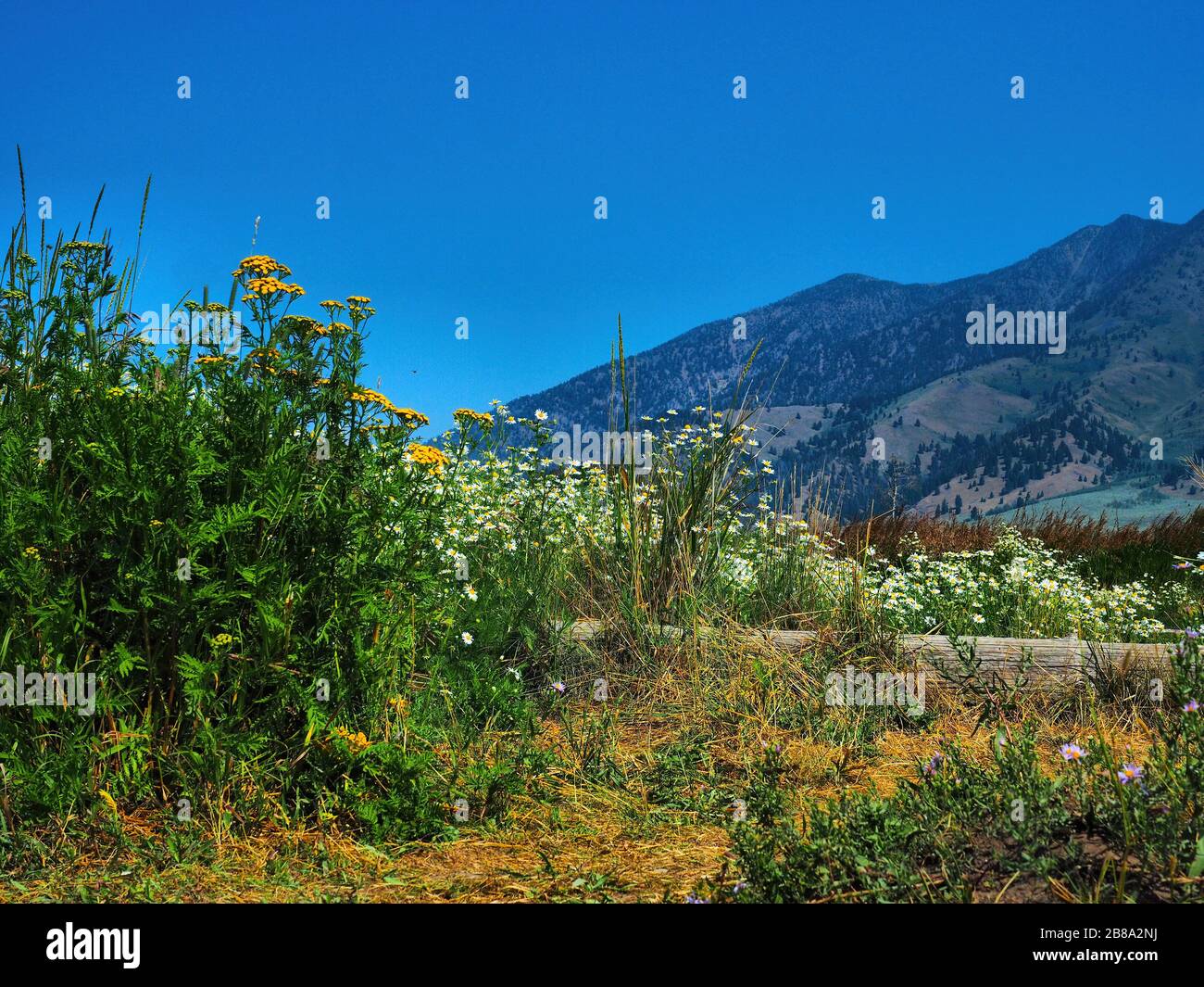 wildblumen und Berg am Henrys Lake Idaho Stockfoto