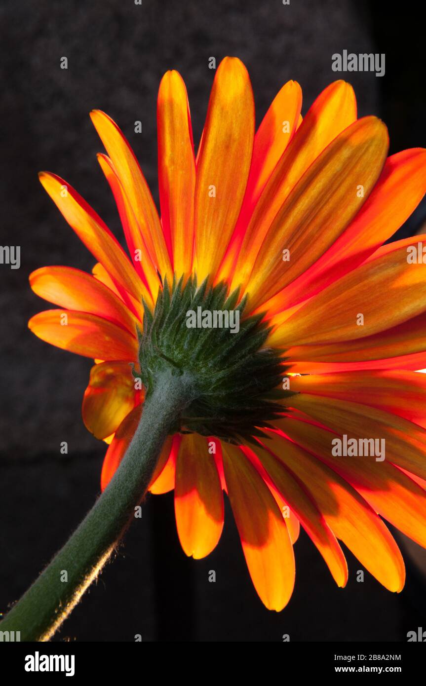 Ungewöhnliches Hintergrundbild der leuchtend orangefarbenen, brillanten Gerbera Daisy Blume vor schwarzem Hintergrund mit Hintergrundbeleuchtung. Stockfoto