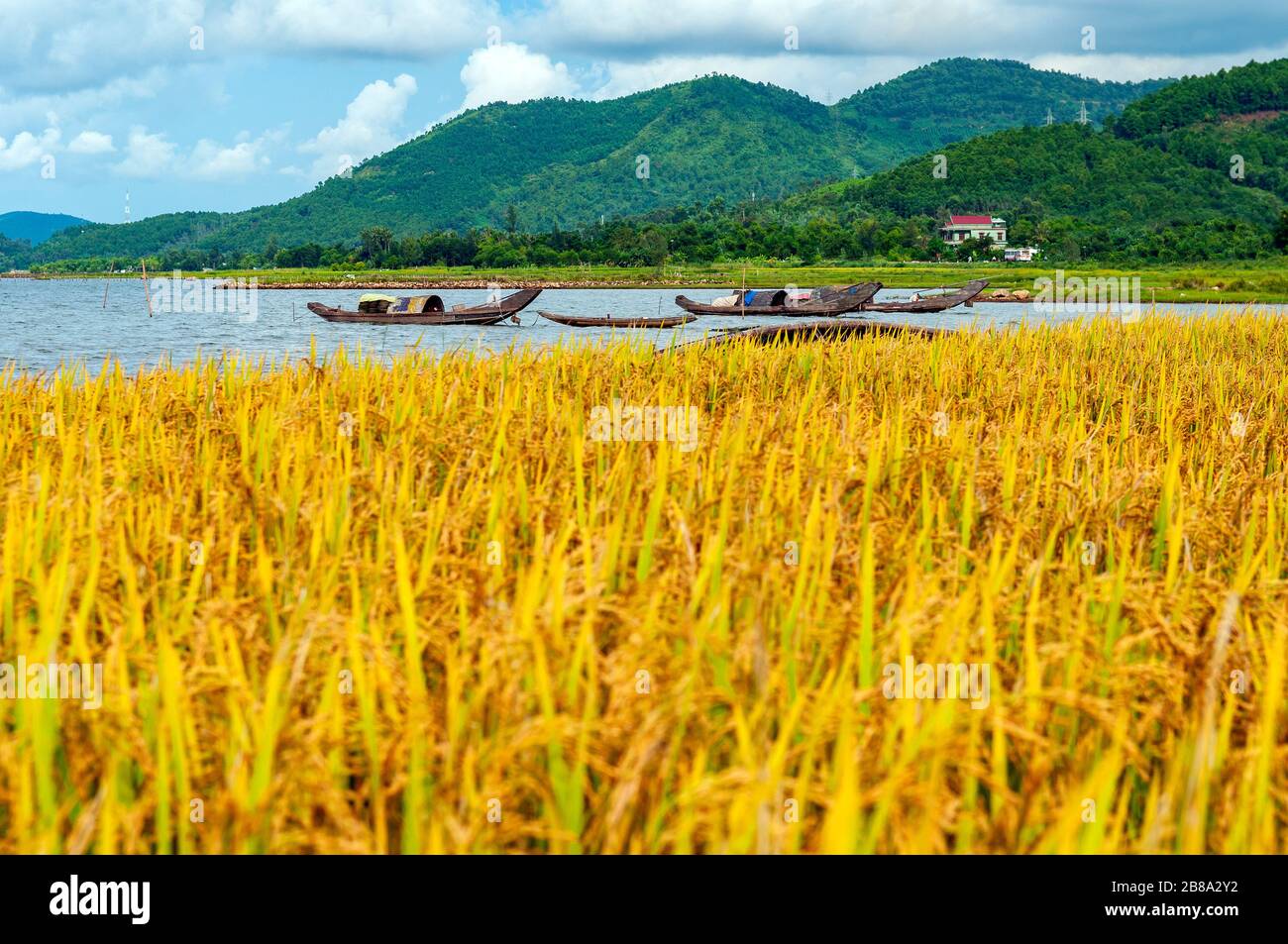 Gelbes Reisfeld bereit für Ernte, Garnelenfischerboote und grüne Hügel zwischen Hue und Hoi an in Zentralvietnamesen. Unscharfes Reisfeld, scharfe Boote. Stockfoto