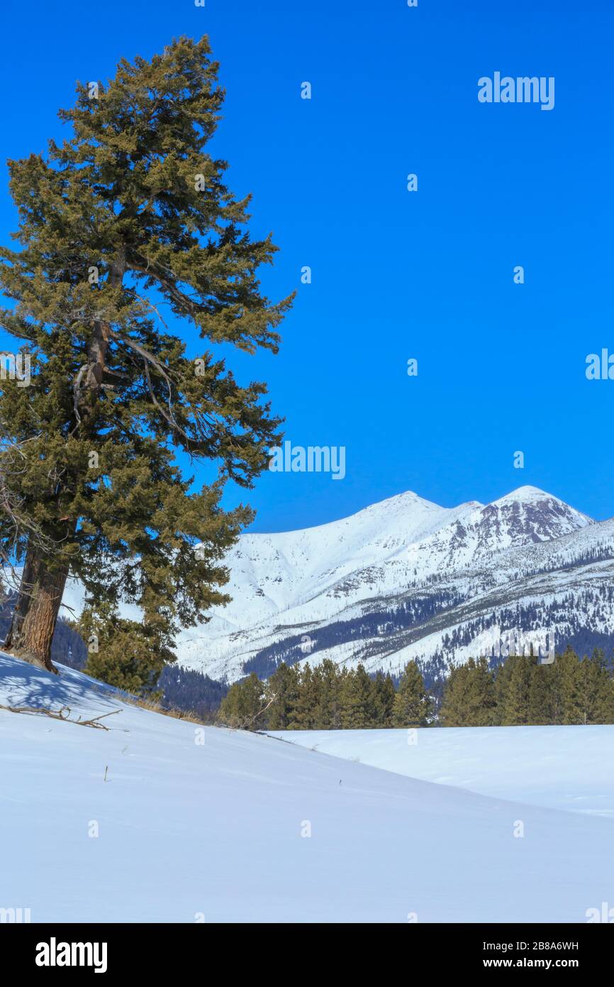 Mineral Hill oben kleinschmidt Wohnung im Winter in der Nähe von Ovando, Montana Stockfoto