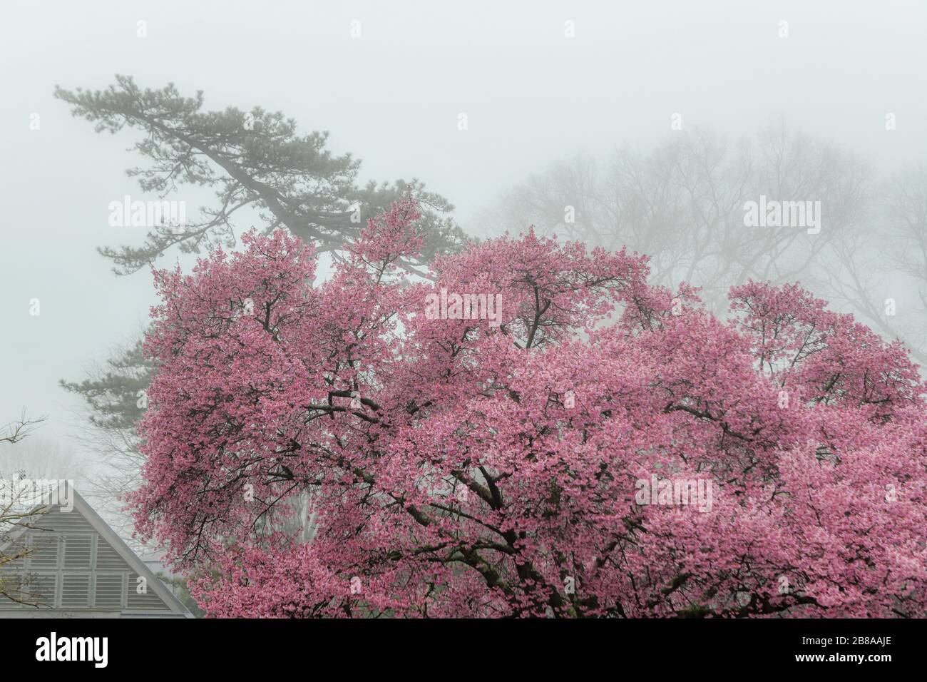 Kirschbäume im Nebel auf dem Campus der Swarthmore University. Kirschbäume beginnen in Scott Arboretum zu blühen. Stockfoto