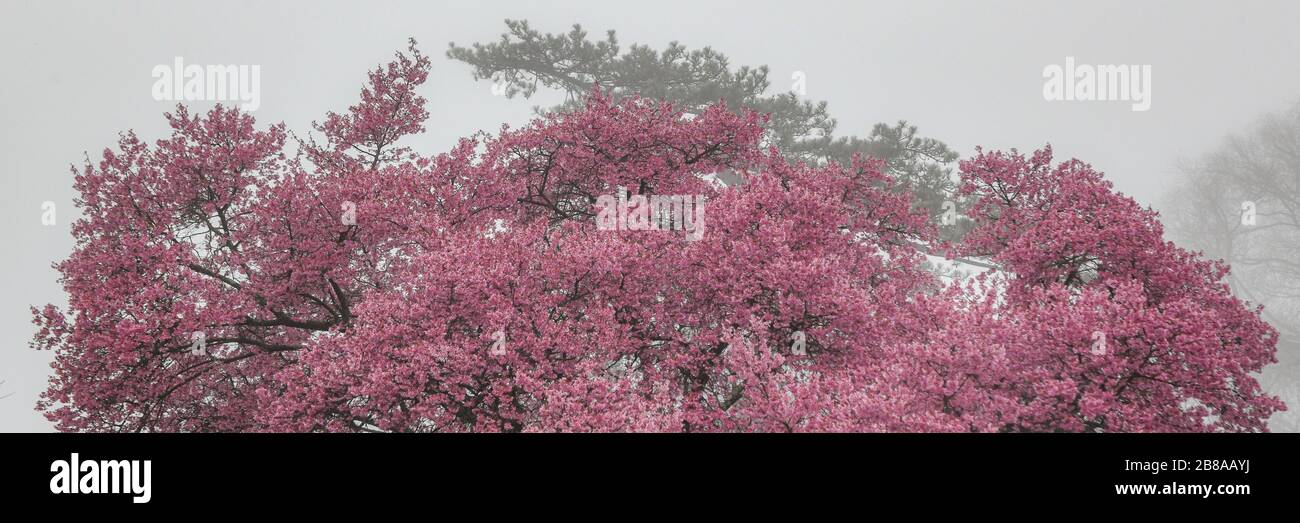 Kirschbäume im Nebel auf dem Campus der Swarthmore University. Kirschbäume beginnen in Scott Arboretum zu blühen. Stockfoto