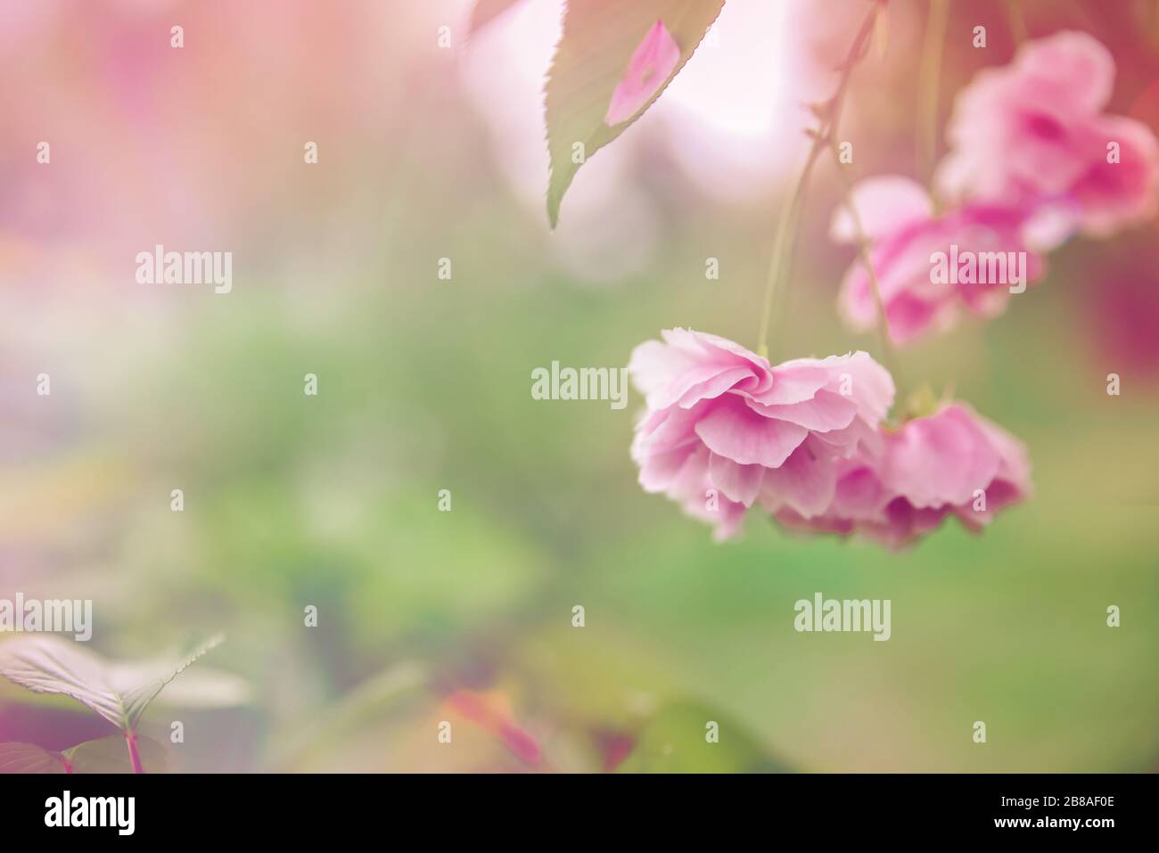 Frühlings-Blumenhintergrund in Pastellfarben. Aufblühende Sakura-Nahaufnahme, selektiver Fokus Stockfoto