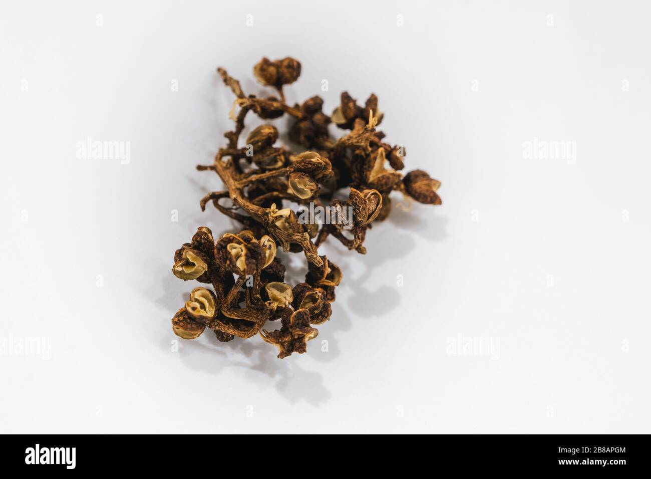 Seltener, wilder Andaliman Pepper Spice aus Nord-Sumatra isoliert auf weißem Hintergrund Stockfoto