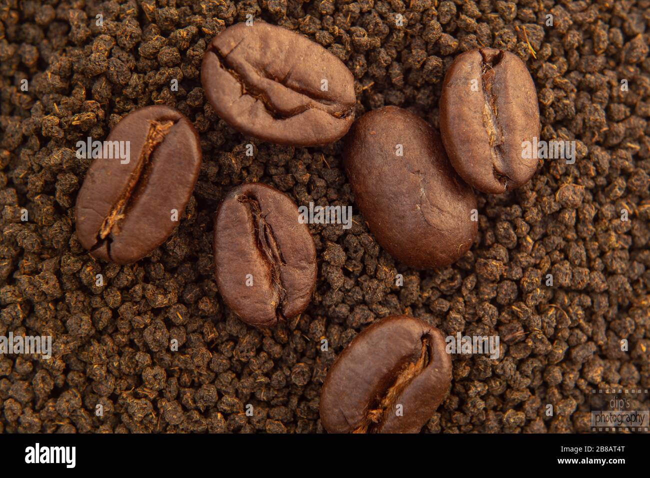 Eine Kaffeebohne ist eine Saat der Coffea-Pflanze und die Quelle für Kaffee. Es ist die Grube innerhalb der roten oder violetten Frucht, die oft als Kirsche bezeichnet wird. Stockfoto