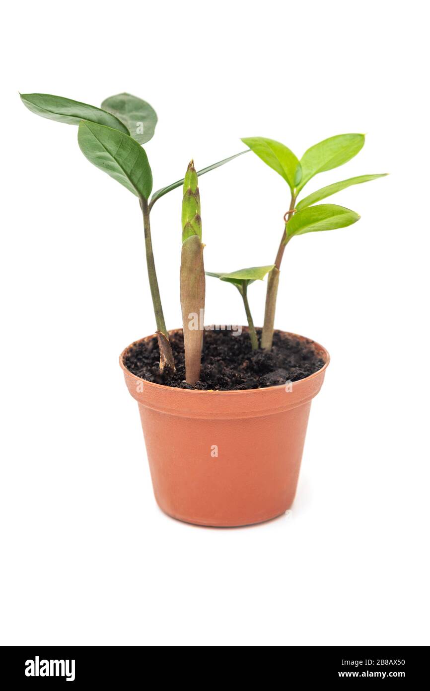 Zamioculcas zamiifolia kleine Blume im Topf auf weißem Hintergrund Stockfotografie