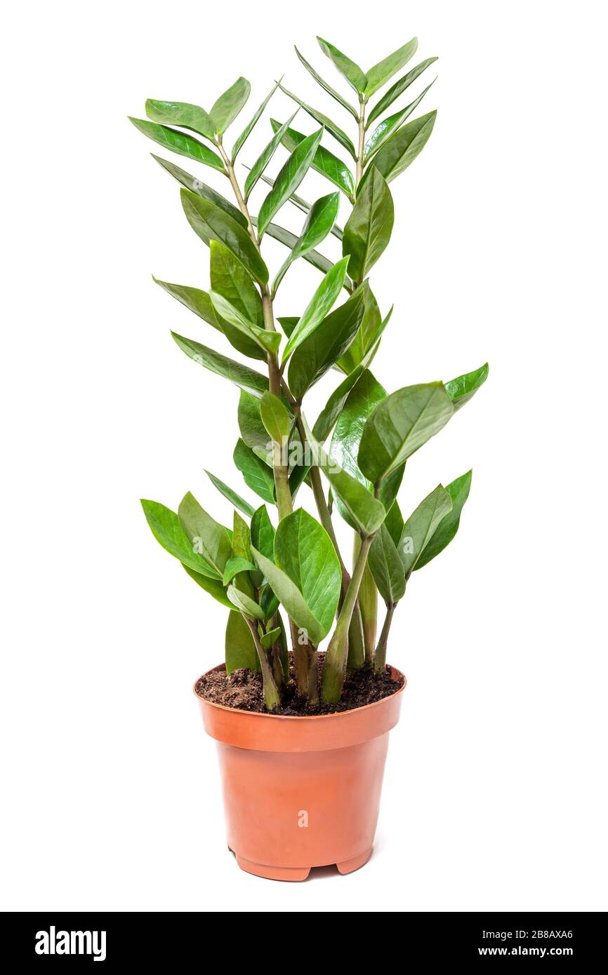 Zamioculcas zamiifolia blühen im Topf auf weißem Grund Stockfoto