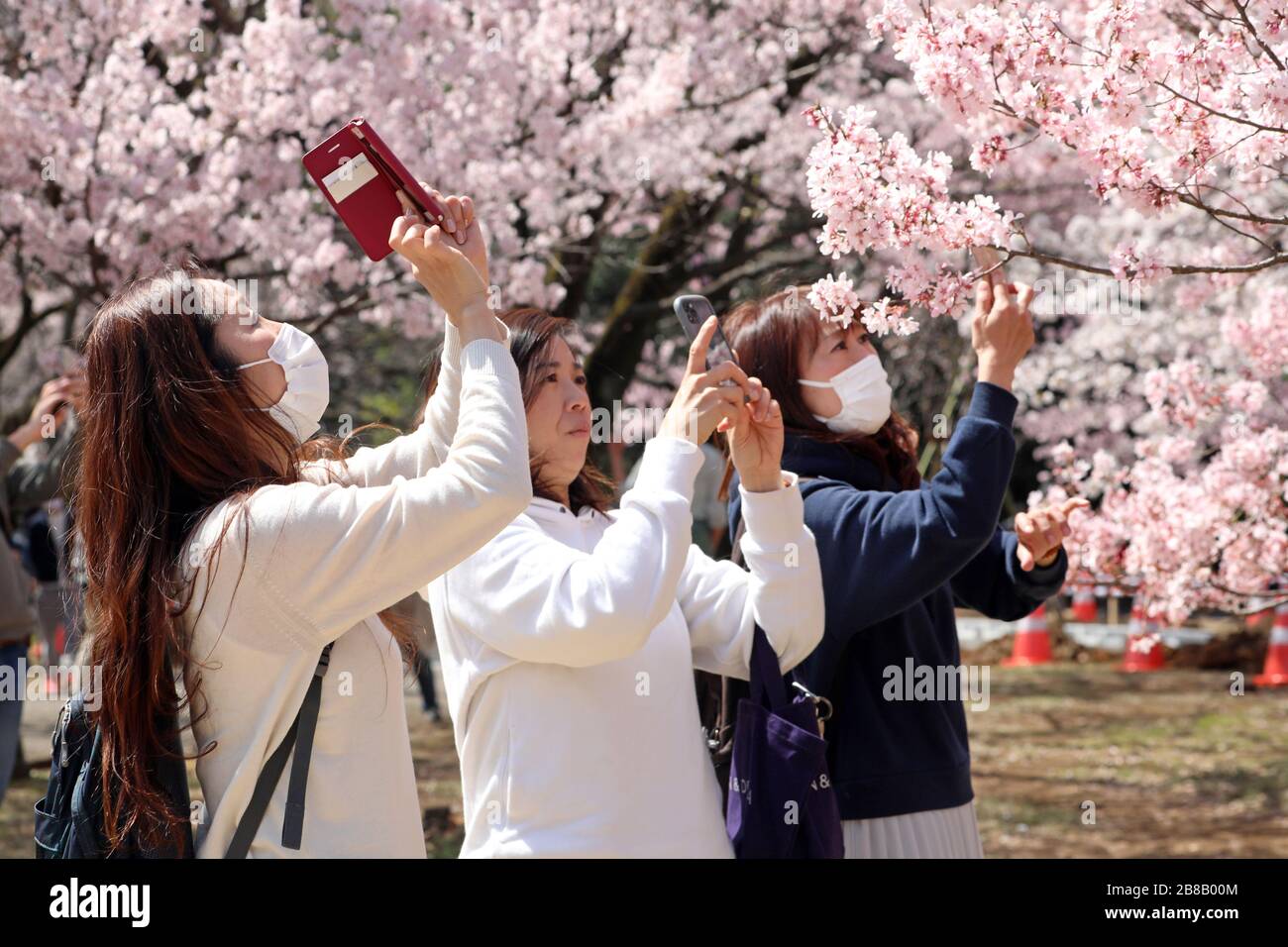 Tokio, Japan. März 2020. Die Angst vor dem Coronavirus hielt die Japaner nicht davon ab, an ihrer jährlichen Kirschblüte zu teilnehmen. Bewaffnet mit Gesichtsmasken stellte sich die Menschenmenge wie gewohnt heraus, um die blühenden Bäume im Tokioter Shinjuku Gyoen Nationalpark in Shinjuku in Japan zu fotografieren. Es gab Einschränkungen bei den üblichen organisierten Picknicks, und die Menschenmengen waren möglicherweise dünner als im letzten Jahr, aber das hat nicht dazu geführt, dass die Menschen die Blüte genossen und ein paar provisorische Picknicks aufstellten, wenn auch mit etwas mehr Abstand zwischen den Gruppen als sonst. Credit: Paul Brown/Alamy Live News Stockfoto