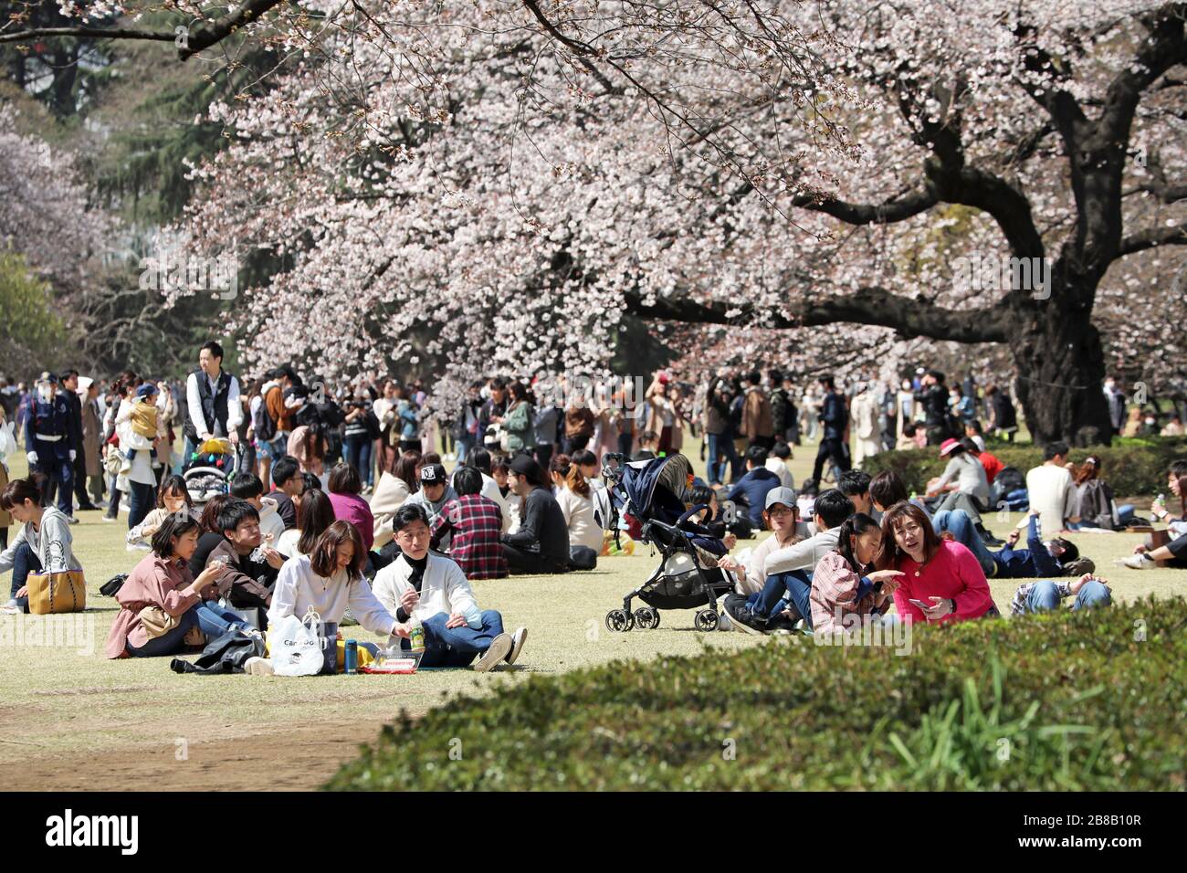 Tokio, Japan. März 2020. Die Angst vor dem Coronavirus hielt die Japaner nicht davon ab, an ihrer jährlichen Kirschblüte zu teilnehmen. Bewaffnet mit Gesichtsmasken stellte sich die Menschenmenge wie gewohnt heraus, um die blühenden Bäume im Tokioter Shinjuku Gyoen Nationalpark in Shinjuku in Japan zu fotografieren. Es gab Einschränkungen bei den üblichen organisierten Picknicks, und die Menschenmengen waren möglicherweise dünner als im letzten Jahr, aber das hat nicht dazu geführt, dass die Menschen die Blüte genossen und ein paar provisorische Picknicks aufstellten, wenn auch mit etwas mehr Abstand zwischen den Gruppen als sonst. Credit: Paul Brown/Alamy Live News Stockfoto