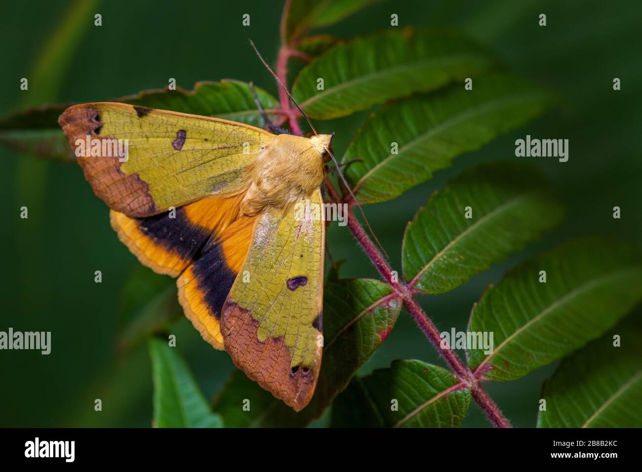 Grüne Drohnenmotte - Ophiusa tirhaca, schöne kleine grüne Motte aus europäischen Wäldern und Waldgebieten, Frankreich. Stockfoto