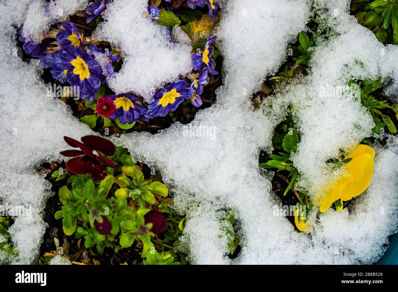Blumen in einem Quellgarten unter dem Schnee Stockfoto