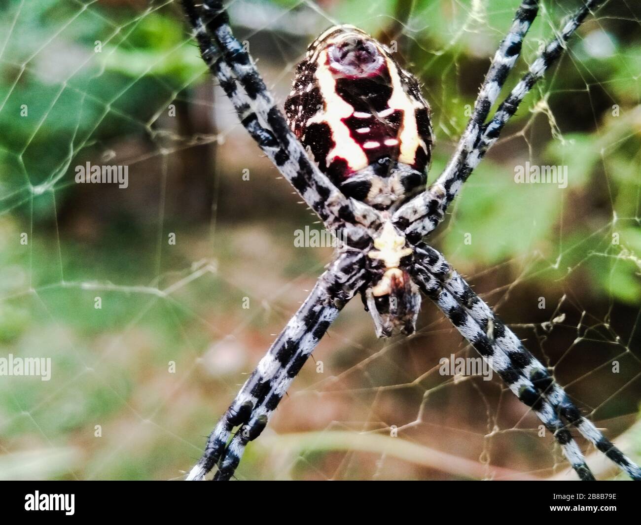 Ein Bild der Spinne Stockfoto