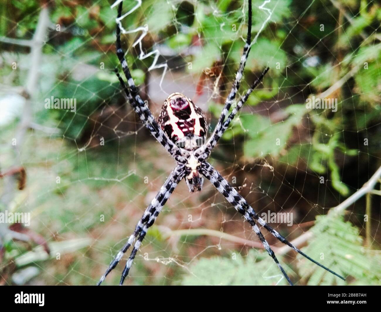 Ein Bild der Spinne Stockfoto