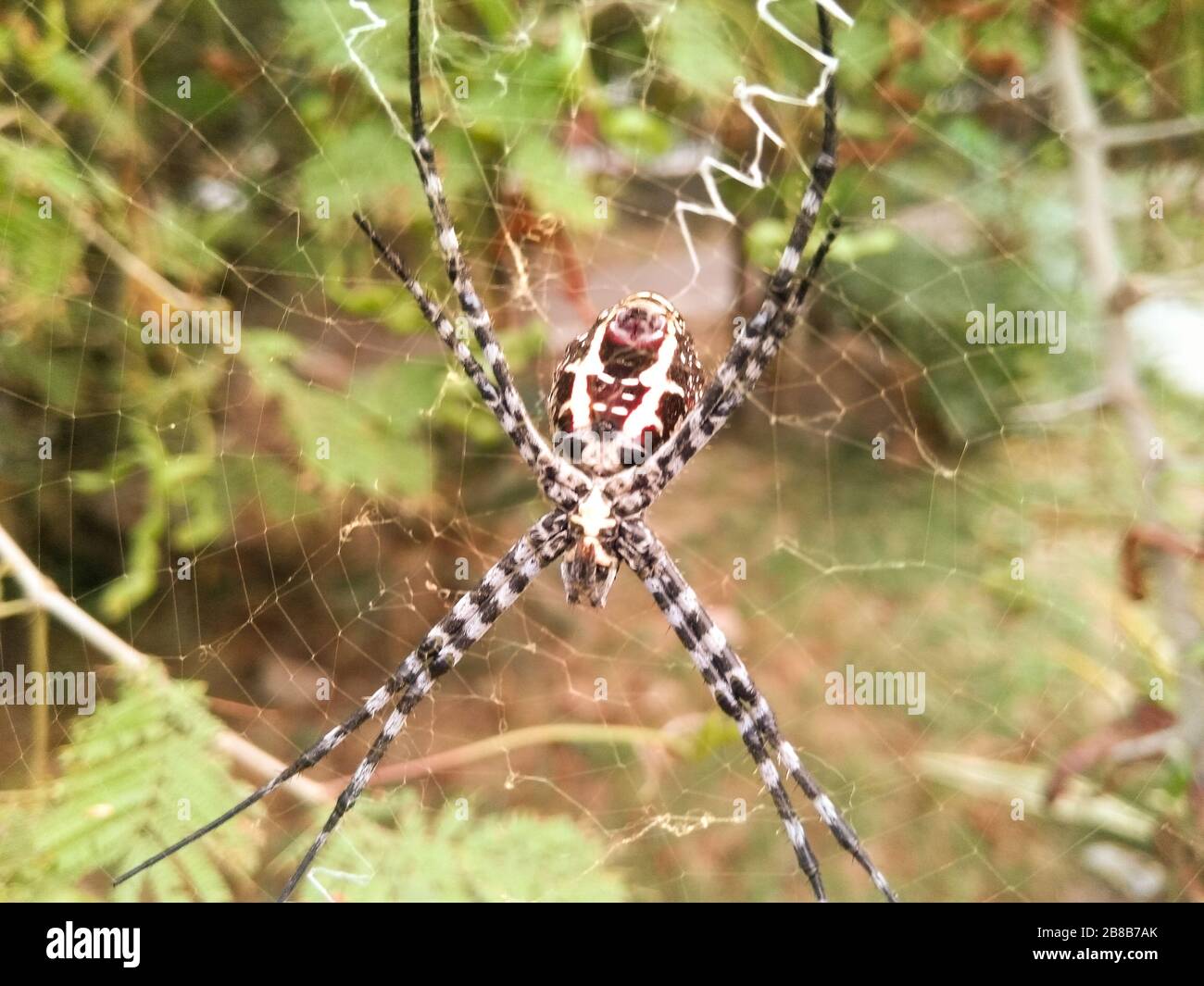 Ein Bild der Spinne Stockfoto