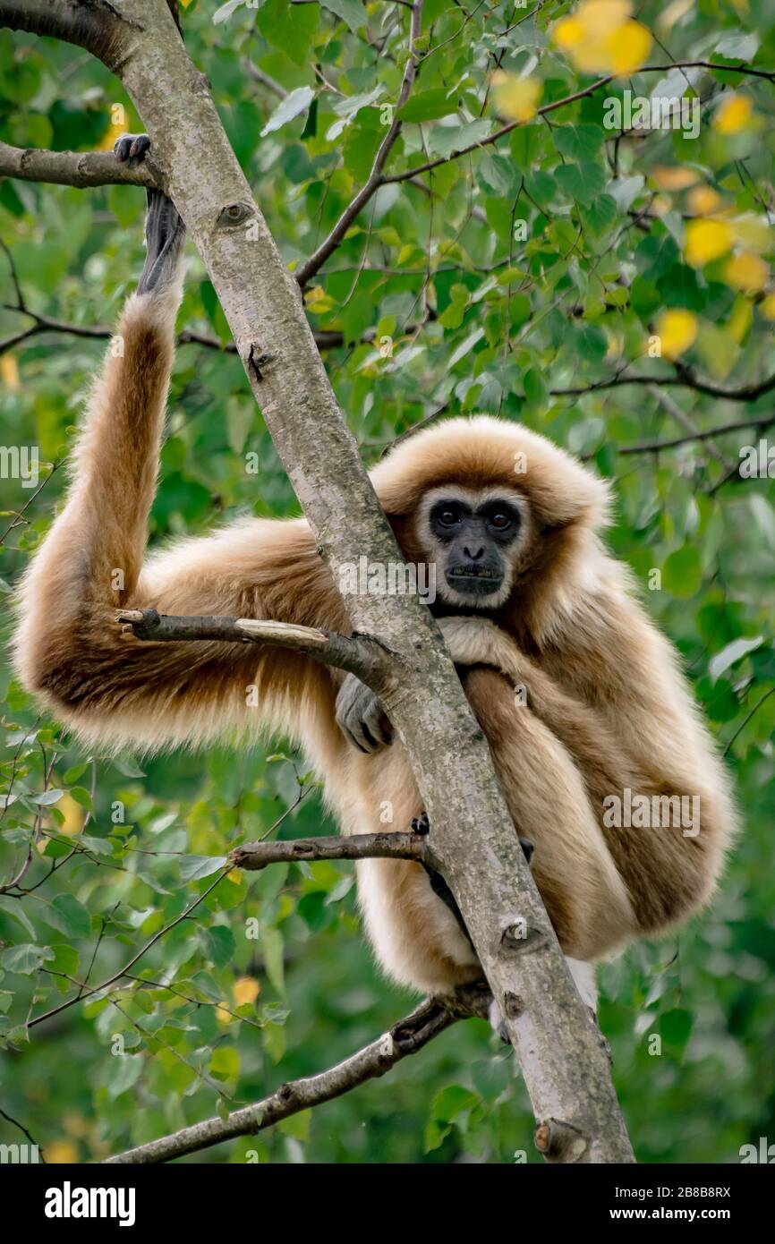 AYWAILLE, BELGIEN. 18. SEPTEMBER 2015: Nahaufnahme des Klettersteiges Gibbon (Hyobates lar) im Wild World Safari Park (Monde Sauvage). Stockfoto