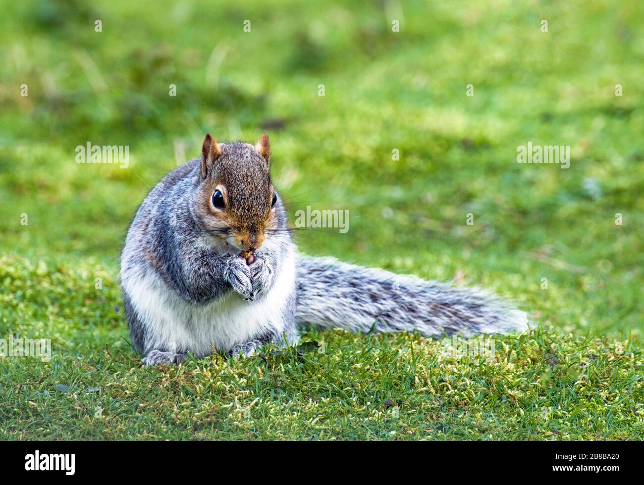 Wild Gray Squirrel Scirurus carolinenses essen Erdnüsse Stockfoto