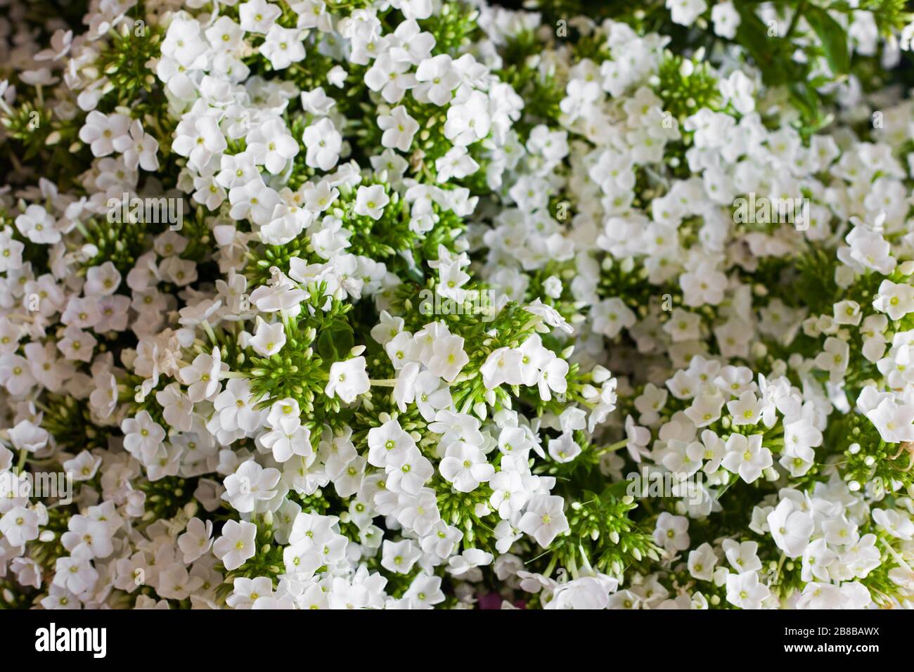 Weiße Hydrangea-Blume. Hydrangea - gebräuchliche Namen Hydrangea und Hortensia. Hintergrund des Vollformatsrahmens. Stockfoto