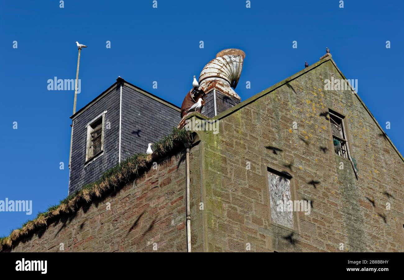 Schatten fliegender Vögel werfen auf die Wände eines derben Lagergebäudes am Hafen von Montrose an der Ostküste Schottlands. Stockfoto