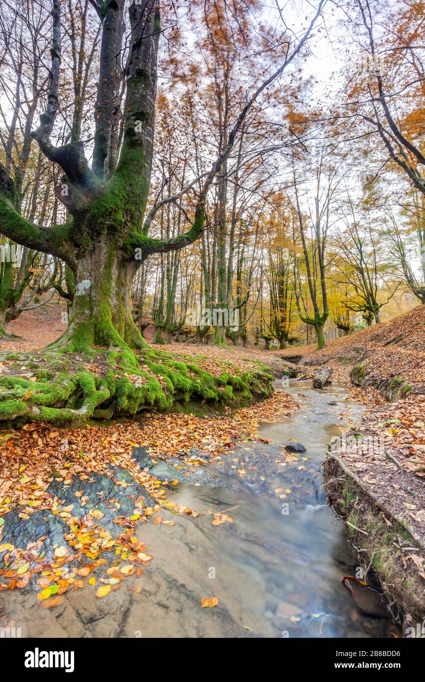 Buche Wald von Otzarreta, Naturpark Gorbeia, Vizcaya, Spanien Stockfoto