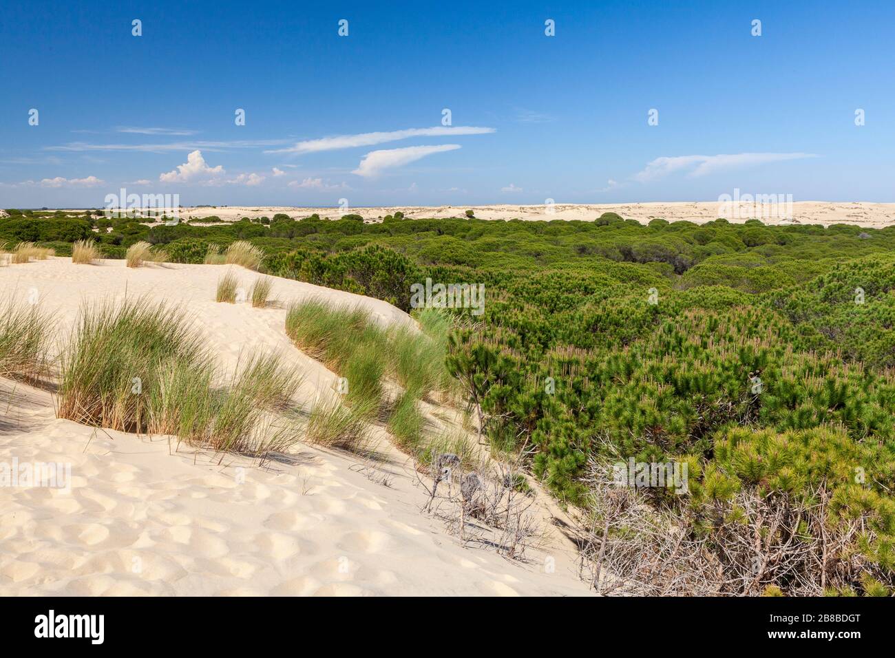 Nationalpark von Doñana, Huelva, Spanien Stockfoto