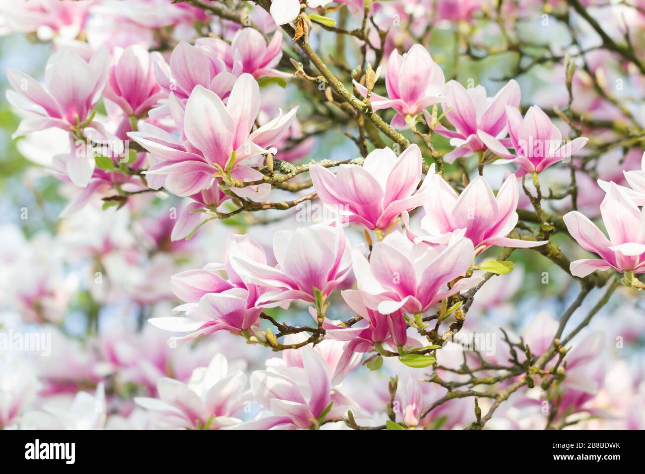 Schöne Magnolie (Magnolie, Magnoliaceae), Lüneburgische Heide, Norddeutschland Stockfoto
