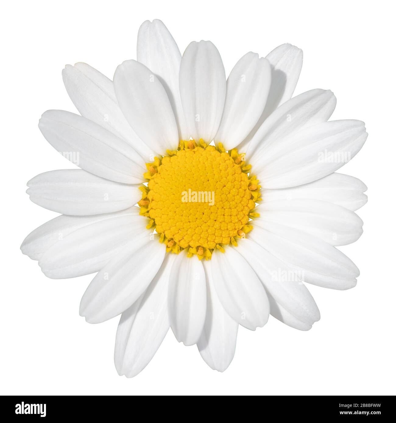 Schöne weiße Daisy (Marguerite) isoliert auf weißem Hintergrund, einschließlich Clipping-Pfad. Deutschland. Reizendes weißes Gänseblümchen (Marguerite) lokalisier Stockfoto