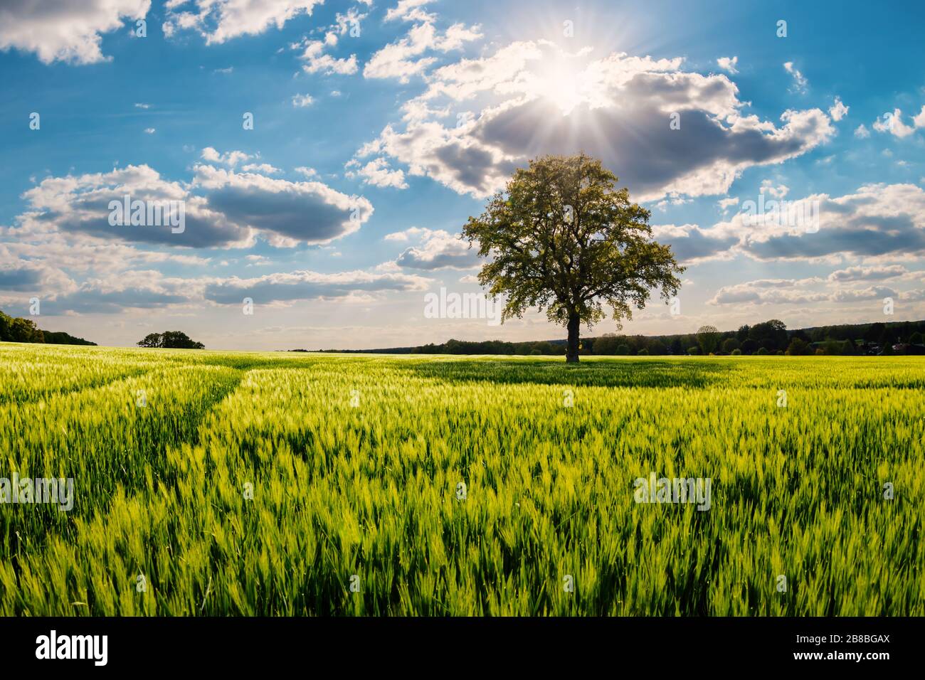 Schöner freistehender Baum mitten im Kornfeld, mit imposantem Himmel im Frühjahr, der Heide von Lübeck. Norddeutschland. Hintergrundbeleuchtete Fotografie schöner Stockfoto