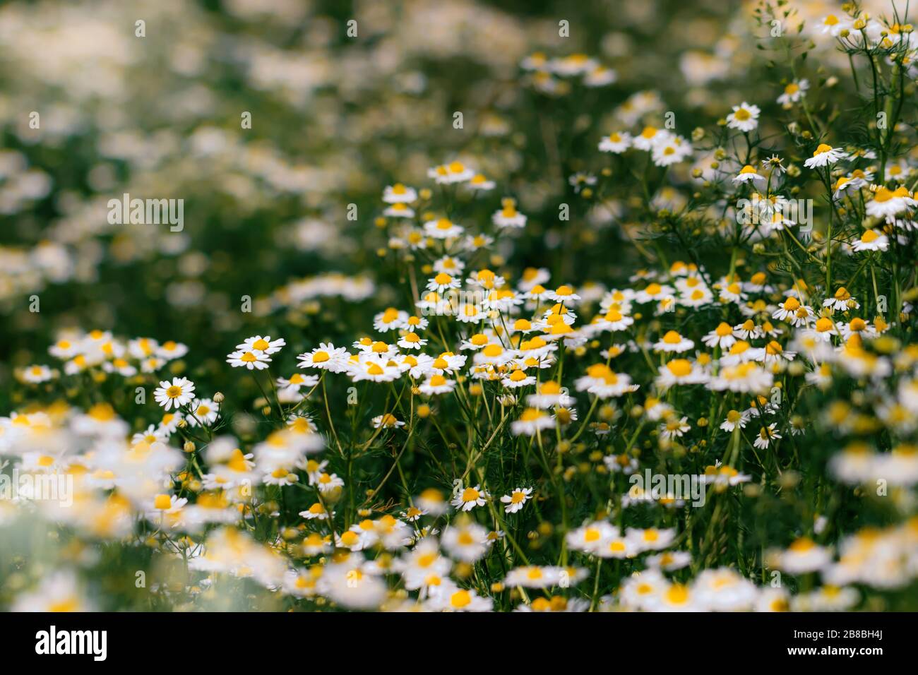 Naturwiese mit vielen Gänseblümchen in der Heide. Stockfoto