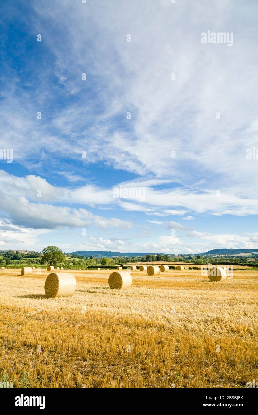 Runde Heuballen oder Heuhaufen auf einem Feld, mit blauem Himmel. Landschaft in Shropshire, Großbritannien Stockfoto