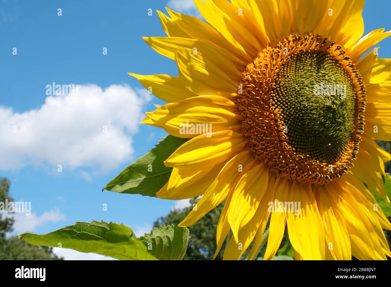 Wundervolle Sonnenblume mit Landschaft und Sommerhimmel, lüneburgische Heide, Norddeutschland. (Kopierbereich) Stockfoto