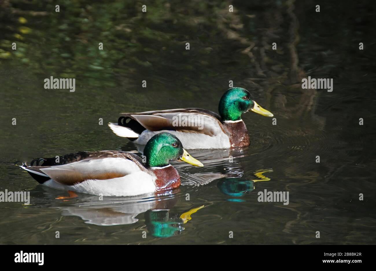 Zwei mallardische Drakes Anas platyrhynchos schwimmen auf dem Glamorgan-Kanal, Cardiff mit ihren Reflexionen, die deutlich im Wasser zu sehen sind. Stockfoto