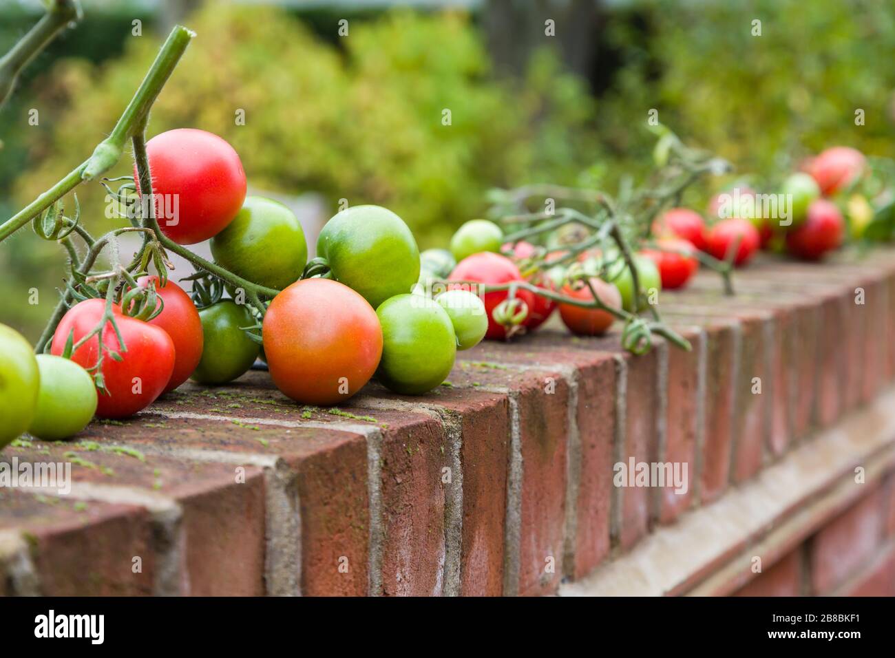 Selbst angebaute Gemüseprodukte, geerntete reifende Tomaten auf Reben, Großbritannien Stockfoto