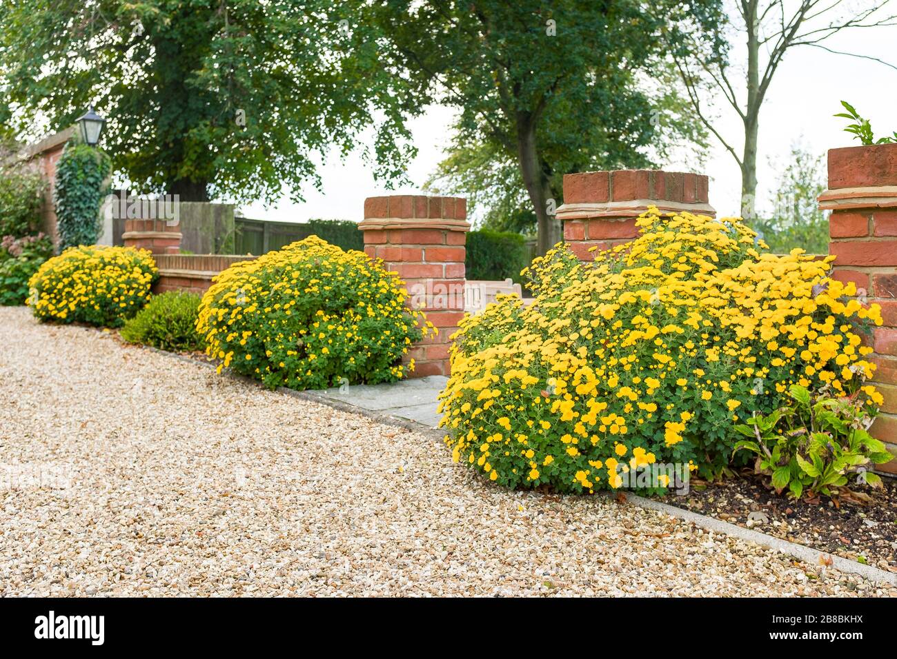Chrysanthemum mehrjährige Pflanzen (winterharte Mütter) mit gelben Blumen an einer englischen Gartengrenze im Herbst, Großbritannien Stockfoto