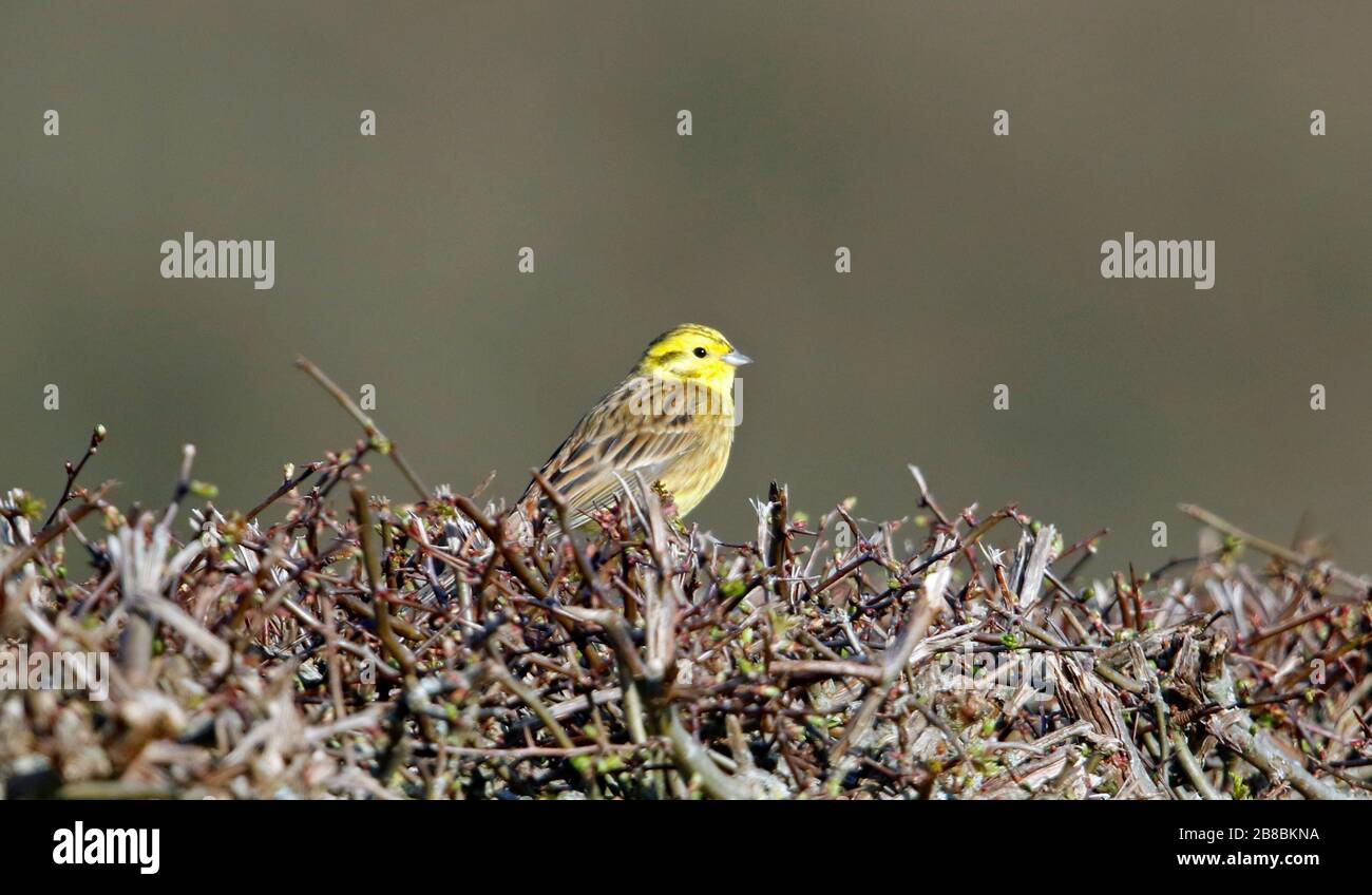 Männlicher Gelbhammer in der Hegerow Stockfoto