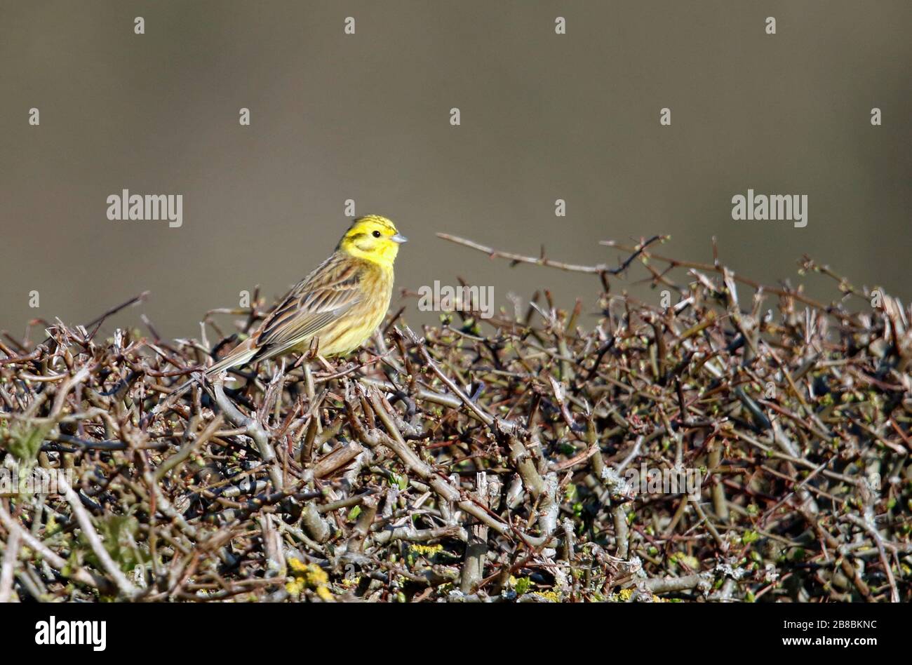 Männlicher Gelbhammer in der Hegerow Stockfoto
