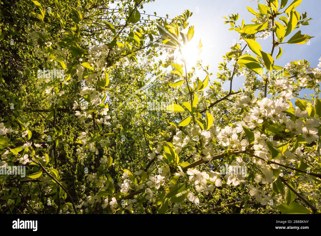 Schöne Kirschblüten im Frühling, lüneburgische Heide, Norddeutschland. Foto mit Hintergrundbeleuchtung Stockfoto