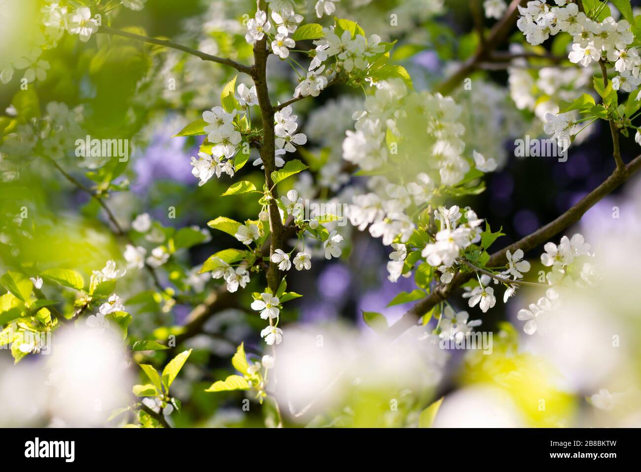 Schöne Kirschblüten im Frühling, lüneburgische Heide, Norddeutschland Stockfoto