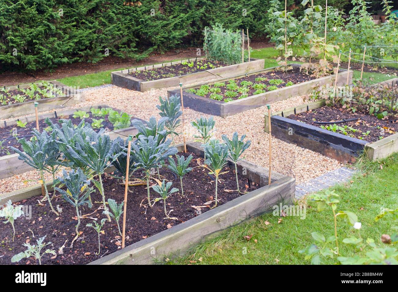 Gemüsegarten, erhöhte Betten aus Holzschläfern. Kale (Brassica) wächst im Vordergrund, Großbritannien Stockfoto